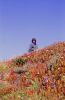 PICTURES/California Coastline, Fort Ross and a Little Wine/t_Coastline11.jpg